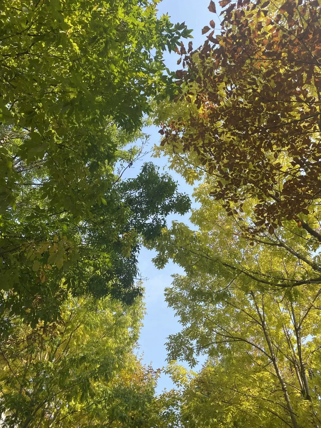 篮球力量训练计划表图片_0